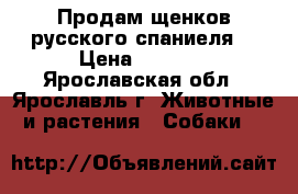 Продам щенков русского спаниеля  › Цена ­ 5 000 - Ярославская обл., Ярославль г. Животные и растения » Собаки   